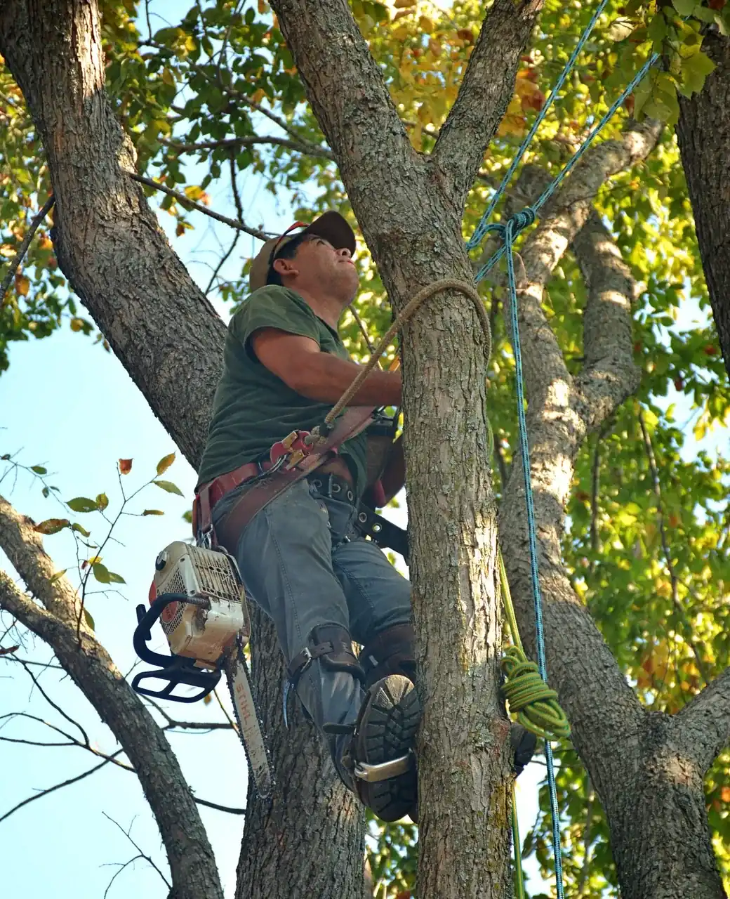 Élagueur grimpeur encordé dans un arbre, tronçonneuse accrochée à la ceinture