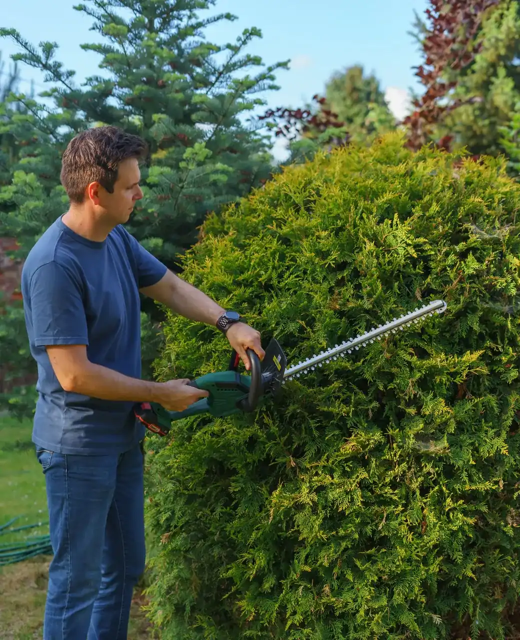 Jardinier taillant une haie de thuyas avec un taille-haie électrique