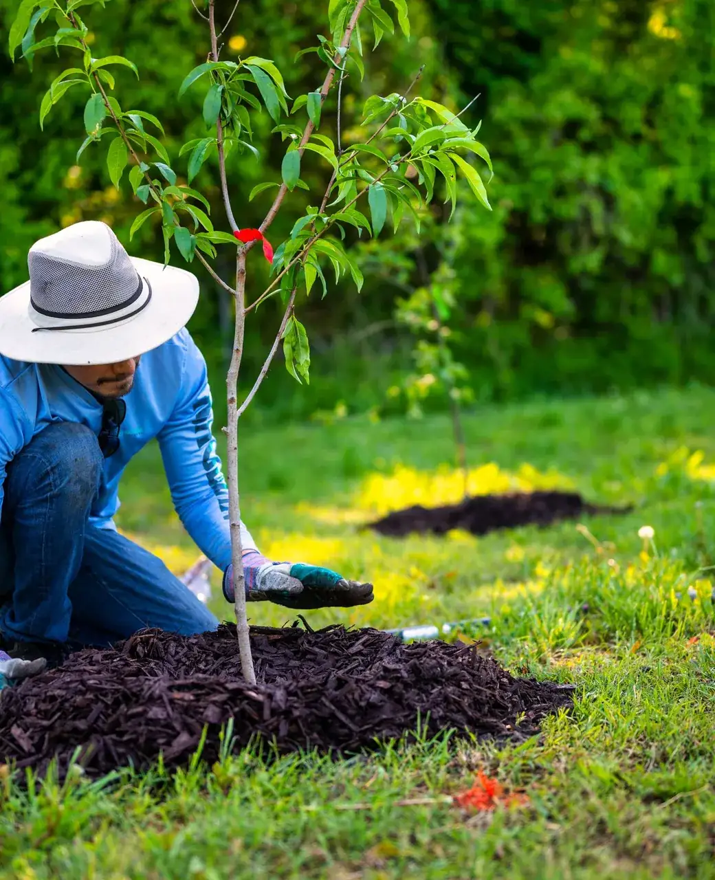 Paysagiste agenouillé plantant un jeune arbre dans une pelouse, paillage foncé au pied